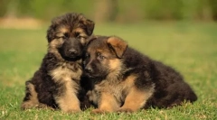 Cool prezývky pre veľké plemená psov-dievčatá